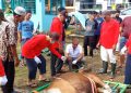 Indahnya Berbagi Warga BTN Lewat ‘Tabungan Kurban’. Alat Perebah, Sapi Tak Stress, Ibu-Ibu Sigap dan Tertib Packaging