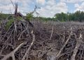 Gerak dan Stabil Minta Sanksi Pidana Perusak Mangrove. DLH Provinsi Segera Bersikap, DLH Balikpapan Hentikan Pembabatan Mangrove PT EAM
