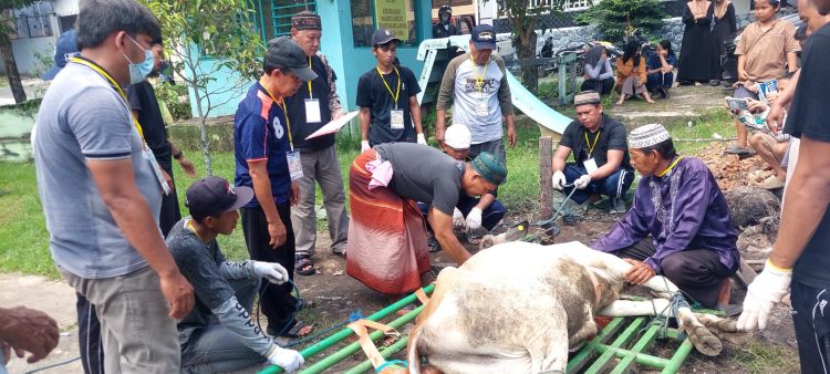 11 Ekor Hewan Kurban Dijagal 3 Jam, Tak Ada ‘Mati Dua Kali’. Panitia: Terimakasih Shohibul Qurban, Semoga Diampuni Allah