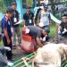 11 Ekor Hewan Kurban Dijagal 3 Jam, Tak Ada ‘Mati Dua Kali’. Panitia: Terimakasih Shohibul Qurban, Semoga Diampuni Allah