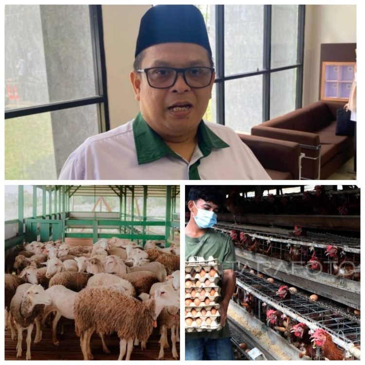 Baznas Kaltim Budidaya Domba dan Ayam Petelur. Audit Syariah Irjen Kemenag Predikat ‘Sangat Baik’