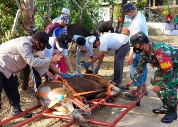 Pisau Wajib Tajam dan Penjagal Tak Boleh Dibayar Daging atau Kulit. Sembelih Kurban, Masjid Asy-Syifa Gunakan Perebah Sapi
