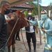 Walikota RM Sumbang Sapi Kurban di Islamic Centre. Total 10 Sapi dan 2 Kambing, Pengambilan Pukul 13.00 Wita