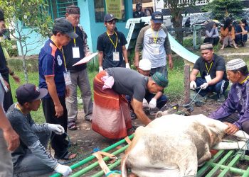 11 Ekor Hewan Kurban Dijagal 3 Jam, Tak Ada ‘Mati Dua Kali’. Panitia: Terimakasih Shohibul Qurban, Semoga Diampuni Allah