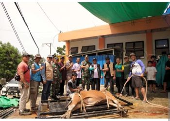 Kurban Warga LDII Bermakna Taat Totalitas Bukan Cari Popularitas. Ratusan Kurban Disembelih, Totalnya Rp5,7 Miliar