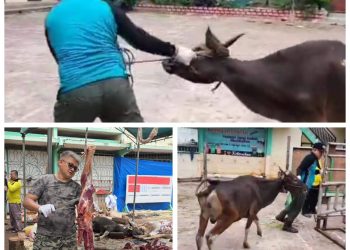 H Kamal Jadi ‘Algojo’ Kurban di Masjid Manuntung. 19 Ekor Sapi Disembelih Tuntas Sebelum Zuhur