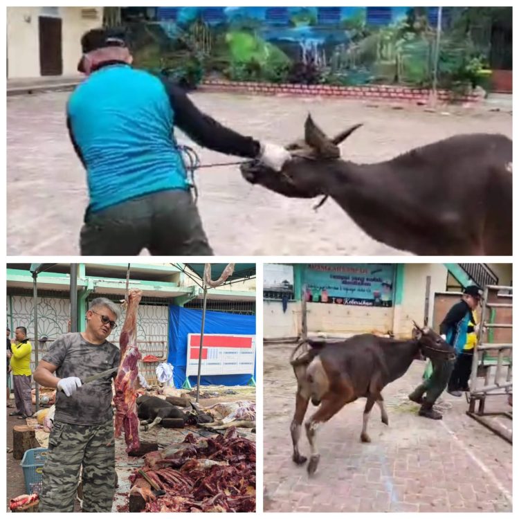 H Kamal Jadi ‘Algojo’ Kurban di Masjid Manuntung. 19 Ekor Sapi Disembelih Tuntas Sebelum Zuhur