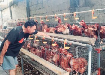 Di BTN, Firman Usaha Ayam Petelur Rumahan. Sehari Bisa 45 Butir, Limbahnya Jadi Pupuk