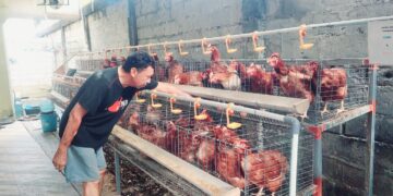 Di BTN, Firman Usaha Ayam Petelur Rumahan. Sehari Bisa 45 Butir, Limbahnya Jadi Pupuk