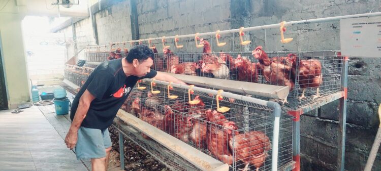Di BTN, Firman Usaha Ayam Petelur Rumahan. Sehari Bisa 45 Butir, Limbahnya Jadi Pupuk