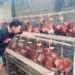 Di BTN, Firman Usaha Ayam Petelur Rumahan. Sehari Bisa 45 Butir, Limbahnya Jadi Pupuk